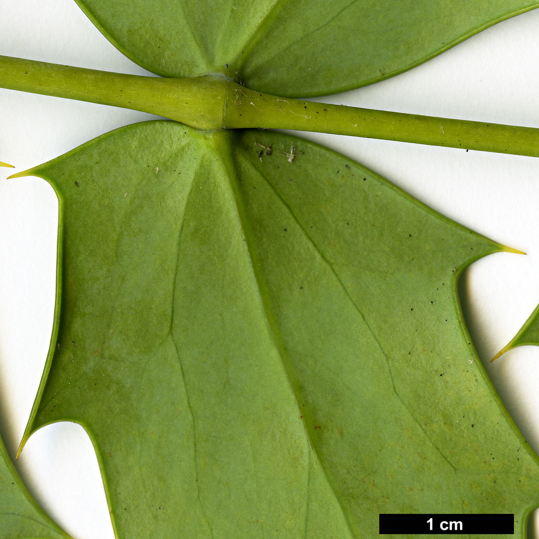 High resolution image: Family: Berberidaceae - Genus: Mahonia - Taxon: ×media (M.japonica × M.oiwakensis subsp. lomariifolia)